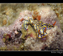 A couple of Hypselodoris nigrostriata feeding on sponge by Brian Mayes 